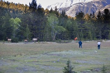 Rangers chasing elk too close to a road Canada