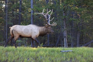 Rutting bull elk in the Rocky Mountains Canada