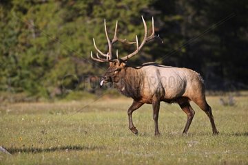 Bull elk in rut tongue out Canada
