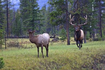 Bull elk in rut approaching a female Canada
