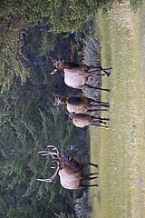Elk rut in bringing young and female in its harem Canada