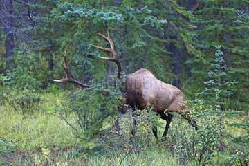 Rutting bull elk charging a shrub Canada