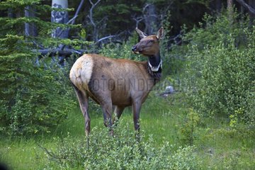 Female elk with radio collars Canada