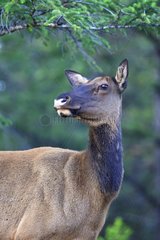 Portrait of a female elk in Canada