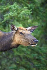Portrait of a female elk in Canada