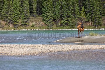 Female elk along a glacial river Canada