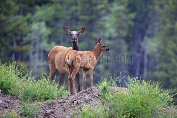 Elk cow and her calf in the rain Canada
