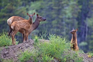 Elk cow and two calves in the rain Canada