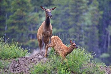 Elk cow and its calf in the rain Canada
