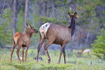 Elk cow and its fawn in the forest Canada