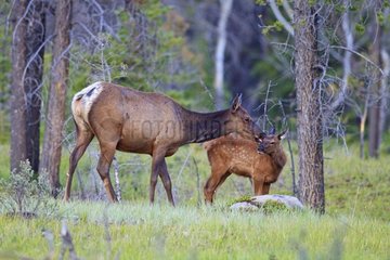 Female elk in the forest licking its fawn Canada
