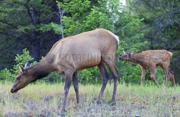 Elk cow and its fawn in the forest in Canada