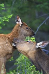 Female elk licking its fawn Canada