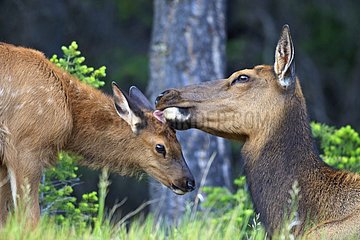 Female elk licking its fawn Canada
