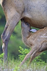 Wapiti female suckling her fawn Canada