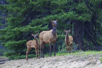 Wapiti female with two fawns in the forest in Canada