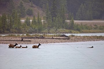 Female fawns and elk crossing a river in Canada