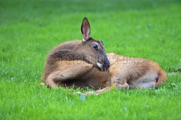 Wapiti fawn lying in the grass Canada