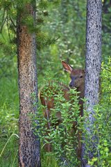 Wapiti fawn hidden in the woods watching Canada
