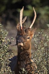 Young bull elk in the woods deformed Canada