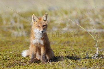 Young Red fox sitting in tundra Nome Alaska
