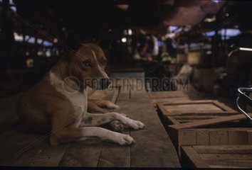 Hund liegt auf birma Transportkisten