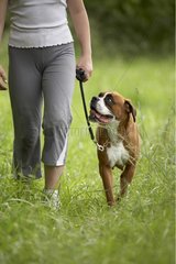 Owner walking her leashed Boxer