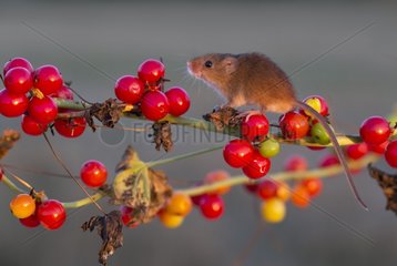 Harvest Mouse amongst red berries in autumn - GB