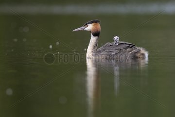 Great Crested Grebe carrying her young on her back - Luxemburg