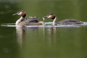 Great Crested Grebe feeding its young on water - Luxemburg