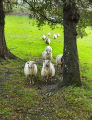 Sheeps - Pagoeta Natural Park Basque Country Spain