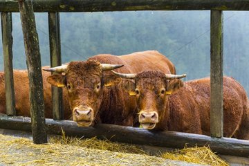 Cows - Pagoeta Natural Park Basque Country Spain