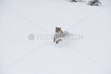 Cougar in the snow - Montana