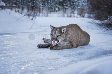 Cougar - Montana