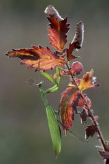 Praying mantis on the lookout in fall - France