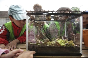 Watching a terrarium - At School of Biodiversity