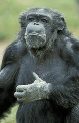 Portrait de Chimpanzé commun