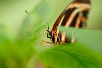 Porträt des orangefarbenen Schmetterlings im tropischen Gewächshaus