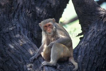 Macaque rhésus Femelle et jeune Inde