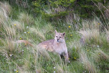 Puma lying in the scrub - Torres del Paine Chile