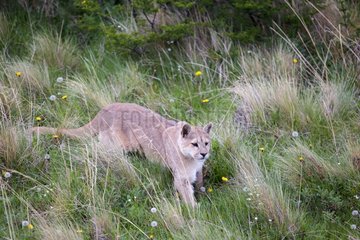 Puma lying in the scrub - Torres del Paine Chile