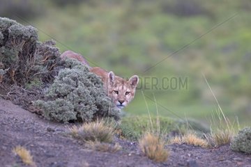 Cougar on the prowl in the scrub - Torres del Paine Chile