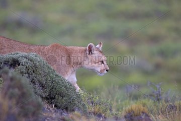 Cougar walking in the scrub - Torres del Paine Chile