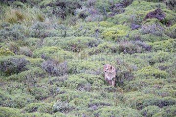 Cougar in the scrub - Torres del Paine Chile