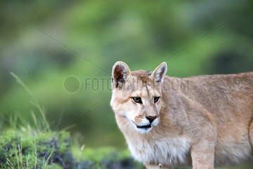 Portrait of Cougar in the scrub - Torres del Paine Chile