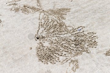 Traces of crab sand at low tide - Malaysia Bako