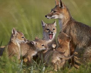 Swift fox vixen and kits - Colorado USA