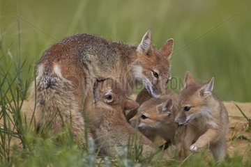 Swift fox nursing - Colorado USA