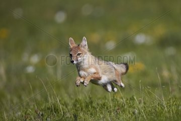 Swift fox leaping - Colorado USA