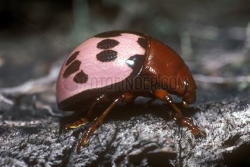 Pink Ladybird going on a branch French Guiana